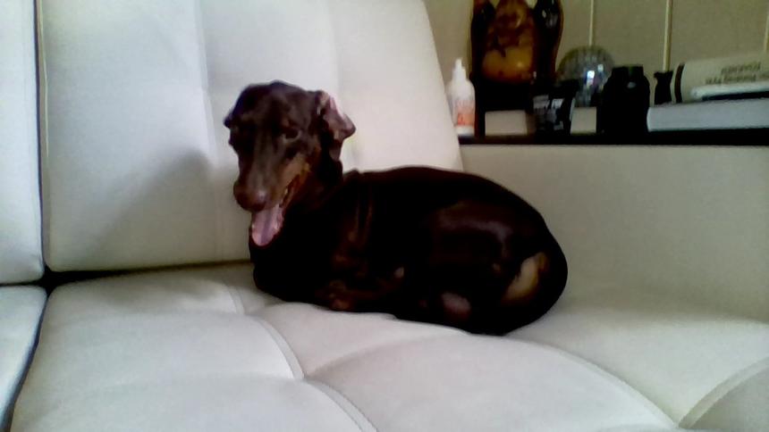 Снимок, сделанный фронтальной камерой планшета ASUS Transformer Book Trio TX201LA