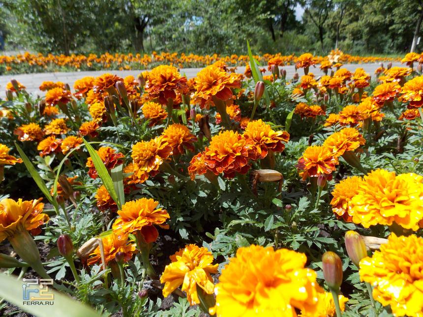 Nikon Coolpix L810, ЭФР 23 мм, f/3,1, 1/1250 c, ISO 80