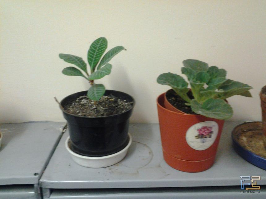 Растения при искусственном освещении — снято на Galaxy Tab2 7.0