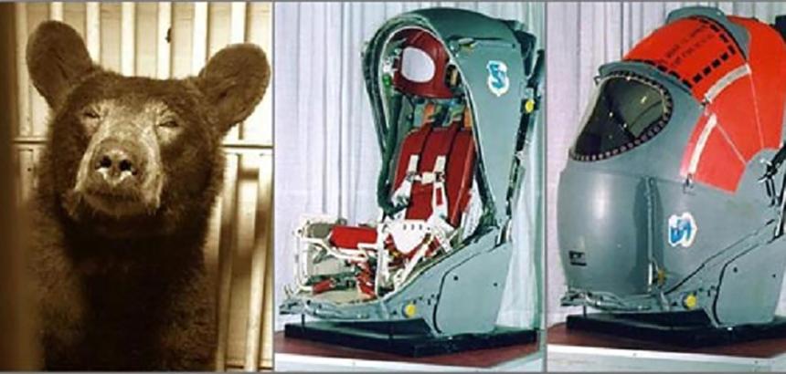 Первая «сверхзвуковая» медведица