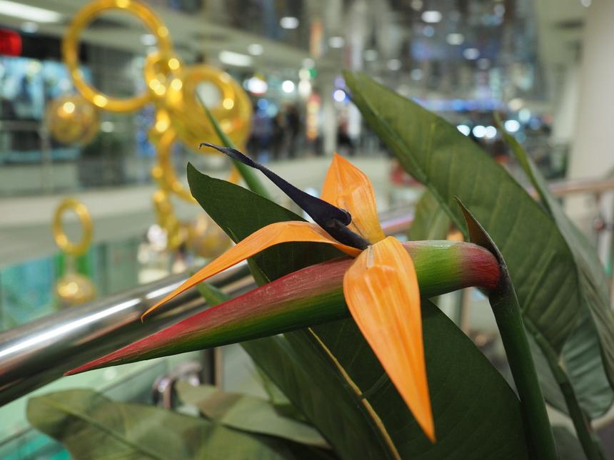 Olympus OM-D E-M1, ISO 800, 17 мм, f/2.8, 1/60 c