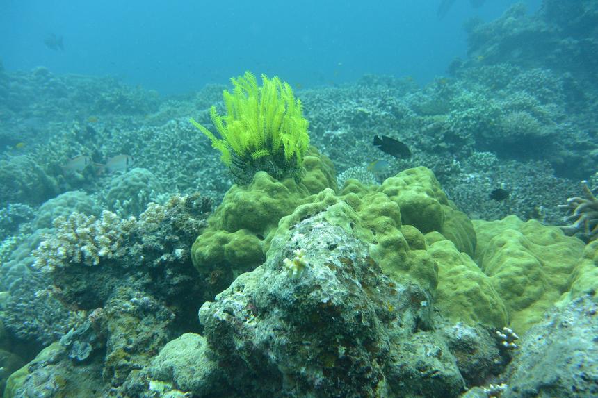 Nikon 1 AW1, ISO 220, 11 мм, f/3.5, 1/250 c