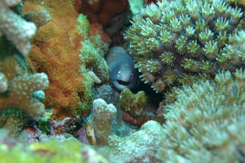 Nikon 1 AW1, ISO 200, 27,5 мм, f/5.6, 1/60 c