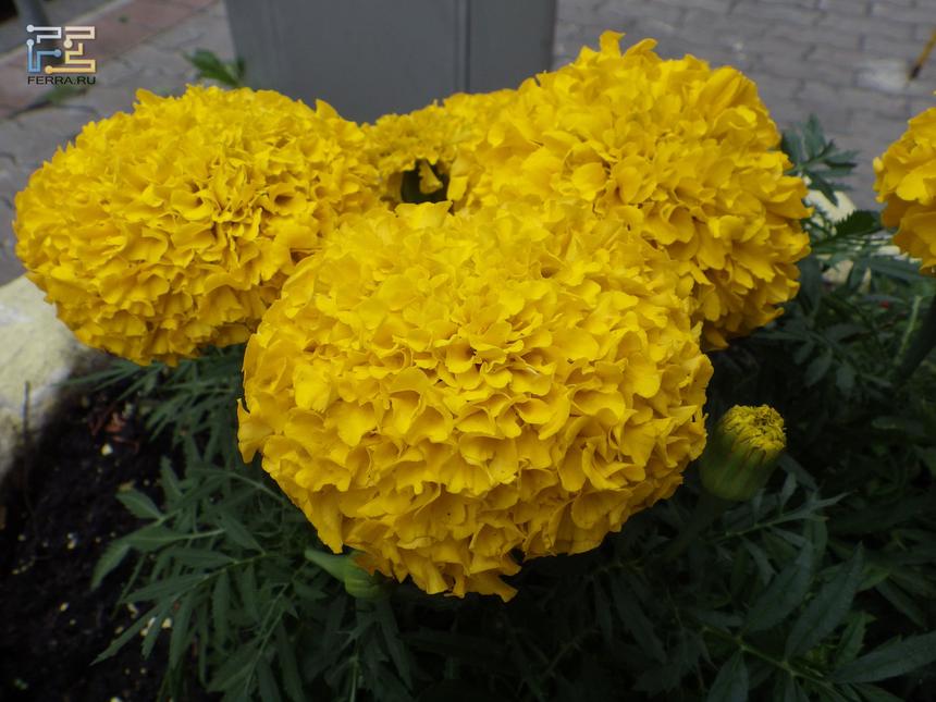 Pentax Optio WG-2 GPS, ЭФР 28 мм, f/ 4,2, 1/125 c, ISO 125