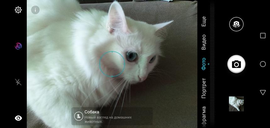 Вот чтобы здесь было написано "Кошка" люди переплачивают за Honor 8X (да, я снимал эту же кошку на 8X)