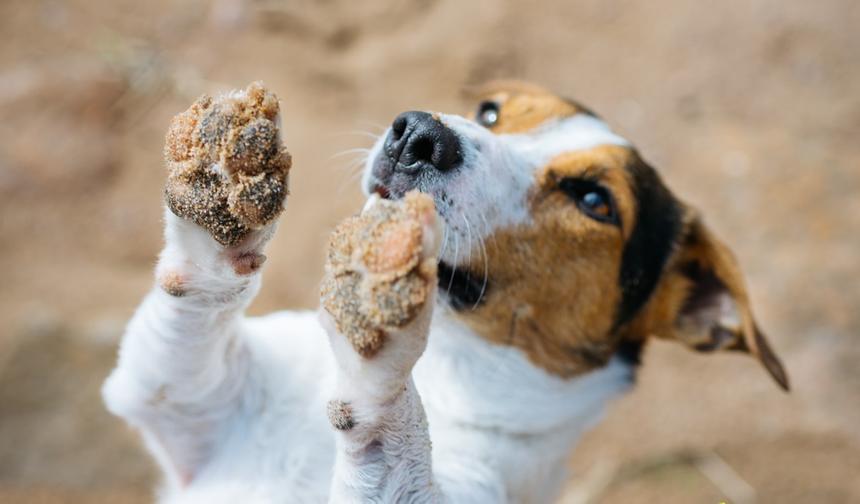 d48c9335694a7b19be1d29526c74b56d79eaab23