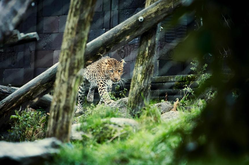 ДНК-анализ воздуха помог определить животных в зоопарке