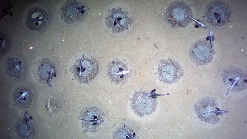 Там точно клюнет: обнаружено крупнейшее место размножения рыб