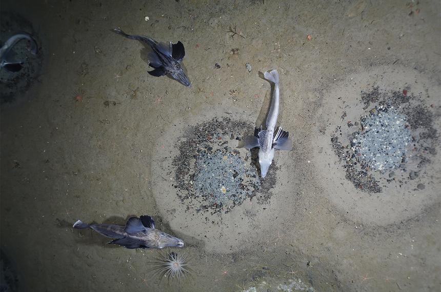 Там точно клюнет: обнаружено крупнейшее место размножения рыб