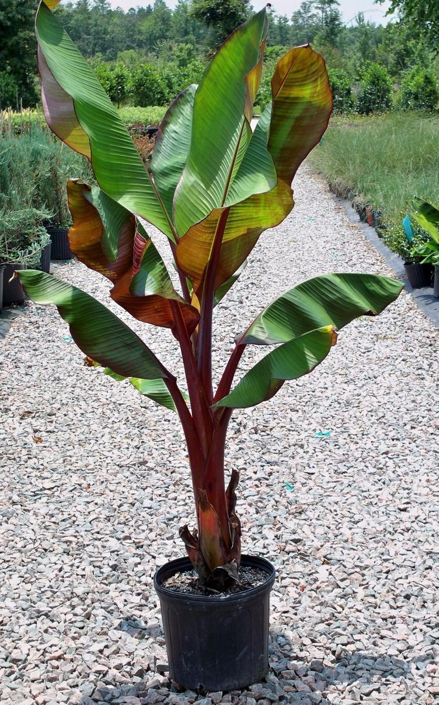 Учёные нашли растение, способное спасти людей от голода в случае климатической катастрофы