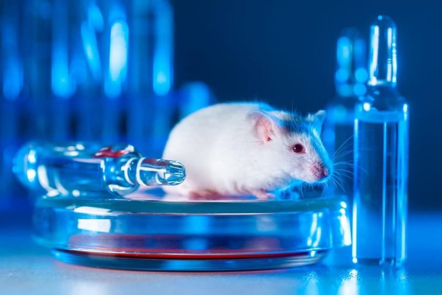 Учёные вырастили волосы на мышах, чтобы пересадить их лысым людям