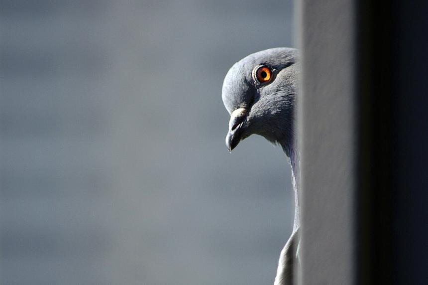 Учёные научились использовать дроны для отпугивания птиц