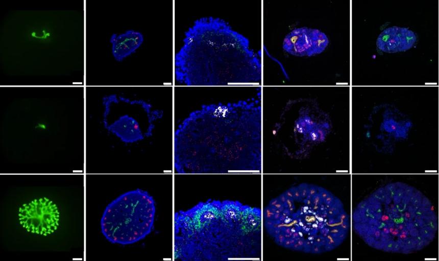 Учёные вырастили в пробирке мышиные почки, которые невозможно отличить от настоящих
