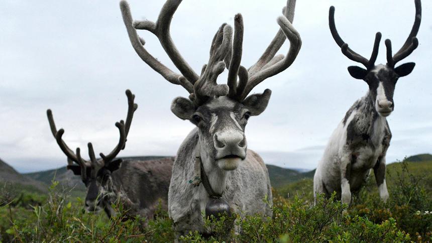 Естественные антитела к омикрону обнаружены у диких оленей