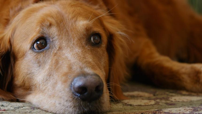 Как научить собаку различать, надолго вы уходите или нет