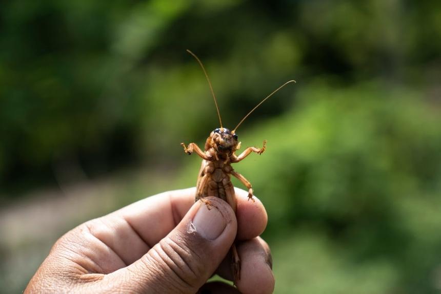 В Европе разрешили продавать продукты из сверчков