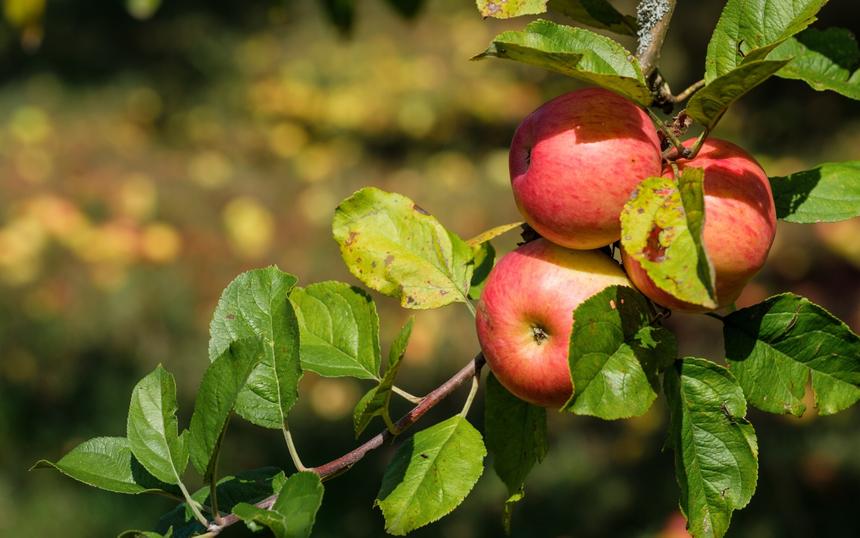 Что будет с организмом, если заменить утренний кофе яблоками