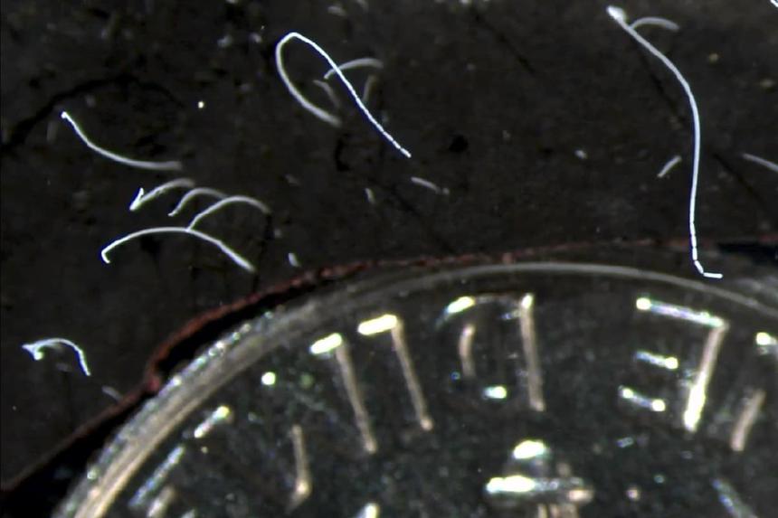 Найдены самые большие в мире бактерии