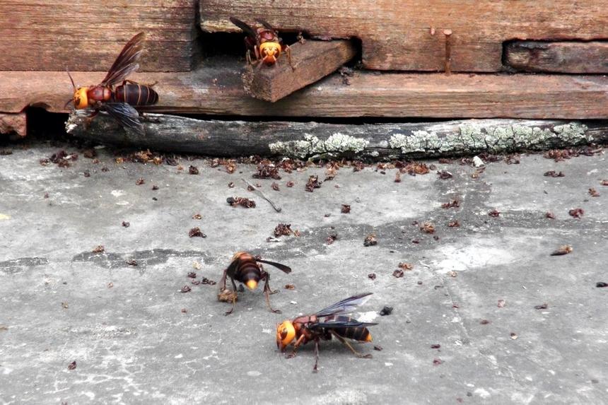 Учёные нашли способ остановить нашествие огромных шершней из Азии