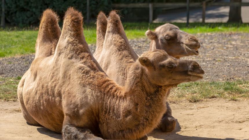 Палеонтологи обнаружили останки гигантского верблюда Кноблоха