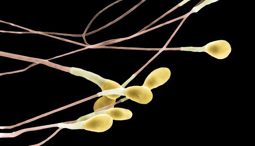 На 3D-принтере распечатали клетки, участвующие в производстве спермы