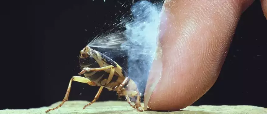 Есть ли животные, которые могут изрыгать огонь, подобно дракону