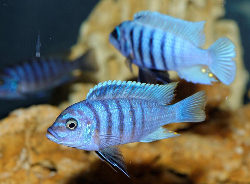 Рыб научили простой арифметике