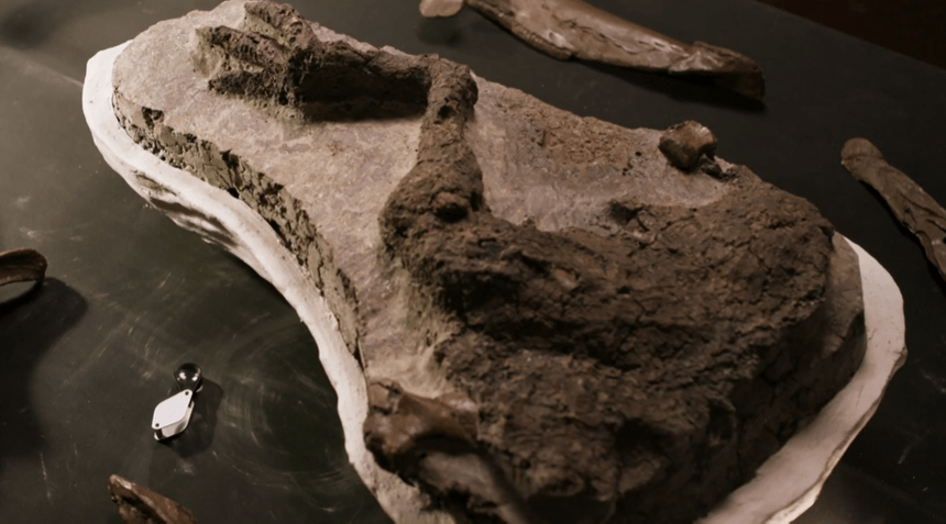 Найден погибший от астероида динозавр