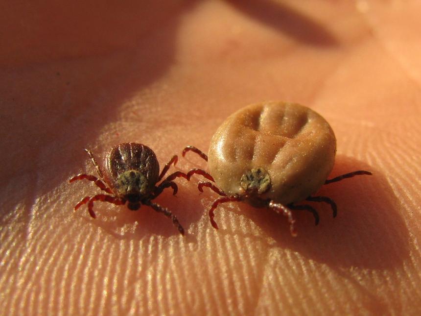 Что делать, если вас укусил клещ