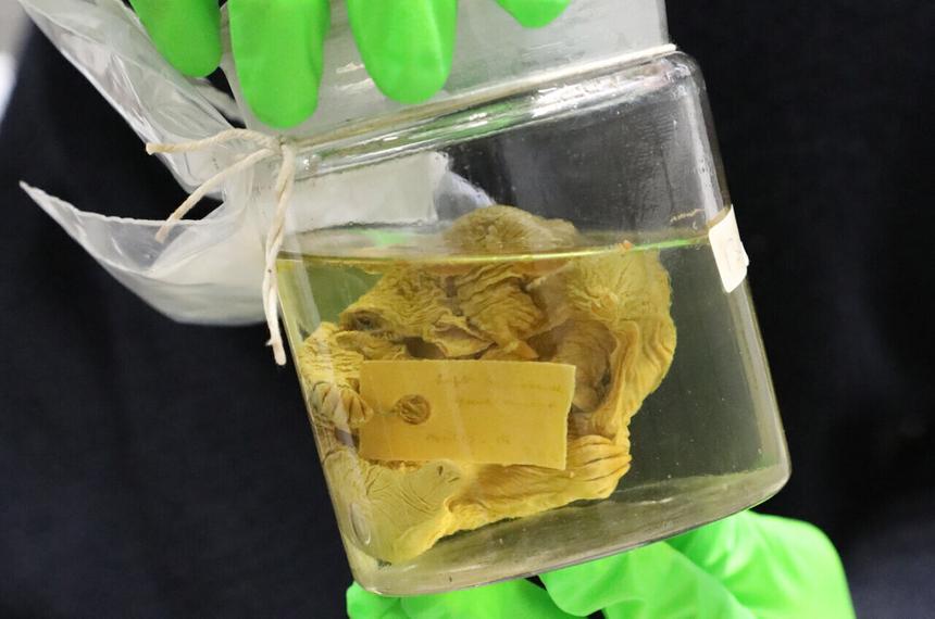 В музейных складах нашли образцы утконосов 150-летней давности