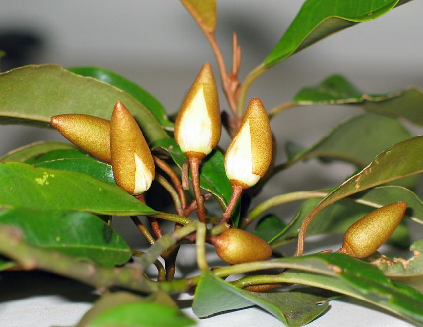 Из коры тропического дерева добыли антидепрессант