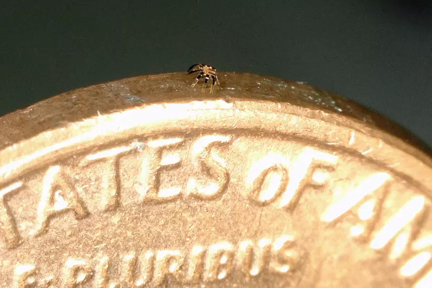 Разработан робот шириной меньше половины миллиметра