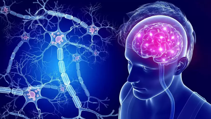 Как наши воспоминания связываются в мозгу