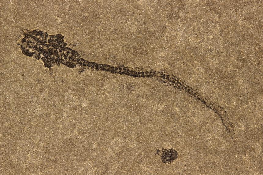 Ученые узнали больше о первых животных на Земле