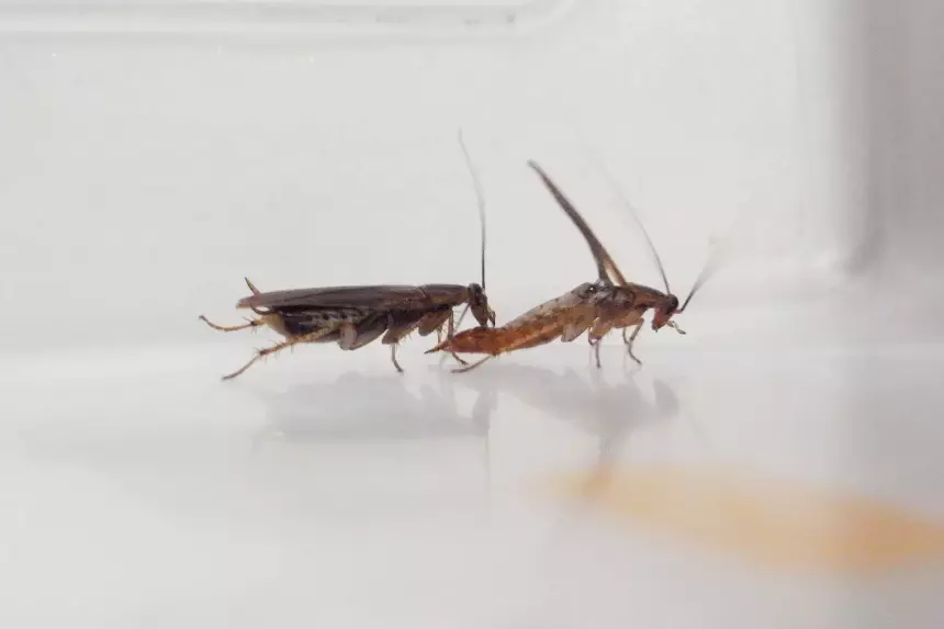 Люди стали причиной странной эволюции тараканов