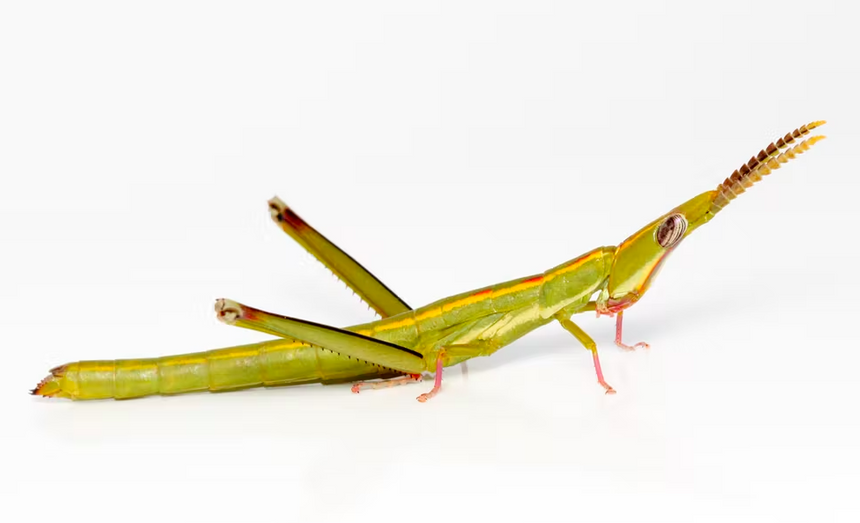 Кузнечики доказали, что для нормального существования вида достаточно только самок