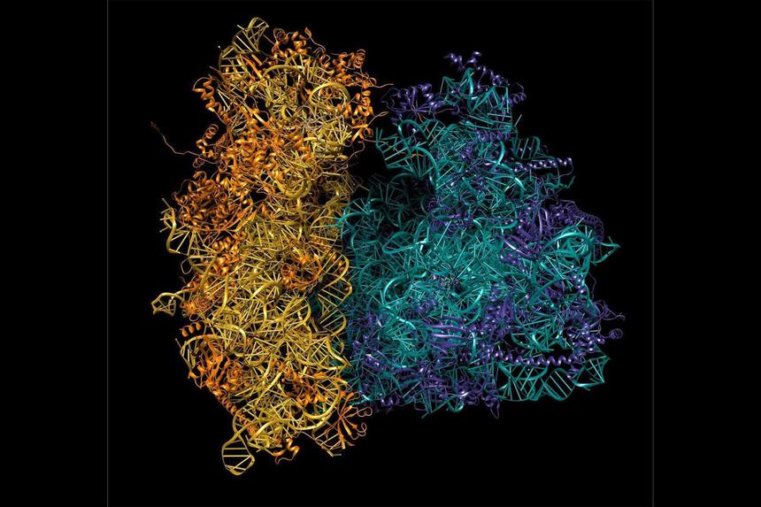 В России нашли способ создать противогрибковые лекарства без побочных эффектов