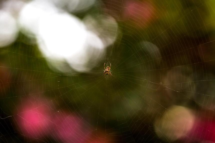 Микропластик нашли даже в паутине