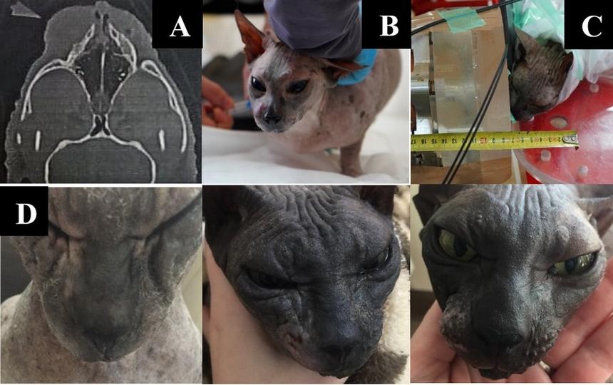 Кот по кличке Пушок с раком мягких тканей носа и верхней губы. А – опухоль на КТ до облучения. В – подготовка животного к облучению. С – укладка животного во время сеанса облучения. D – динамика изменения размеров образования через одну, две, шесть недель после облучения.