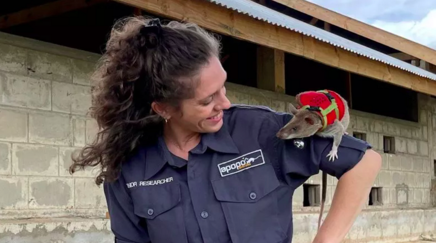 Крыс с рюкзаками скоро начнут отправлять на спасательные миссии