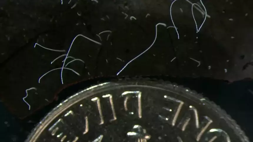 Как выглядит самая крупная бактерия: её видно невооружённым глазом!