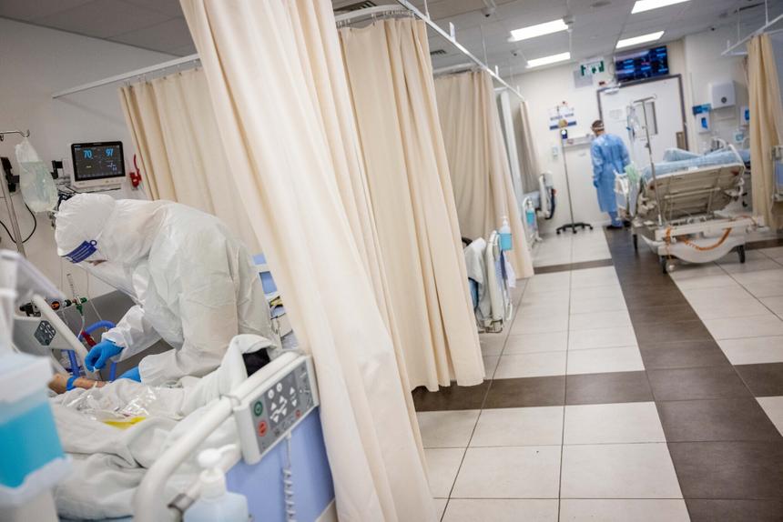 Всё подтвердилось: учёные проверили передачу коронавируса от животных человеку