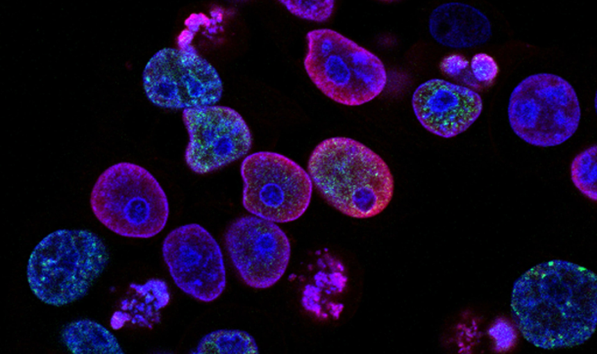 Учёные сняли рост клеток в реальном времени на видео