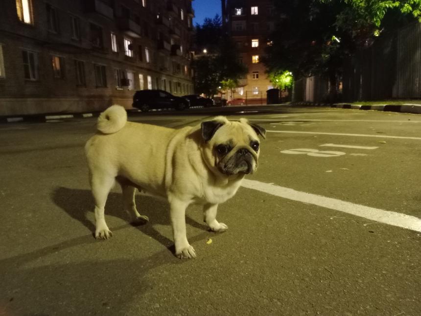 Собачка грустит, что плохо получается ночью