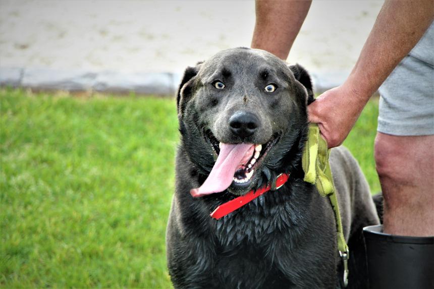 Учёные обнаружили «ахиллесову пяту» у кобелей