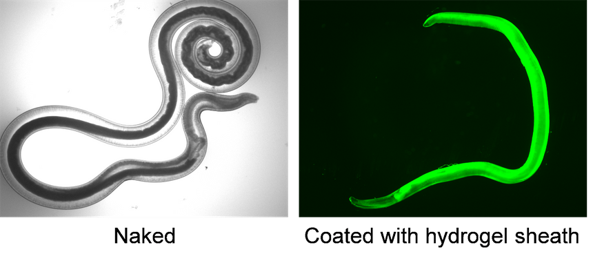 Найдены убивающие раковые клетки черви