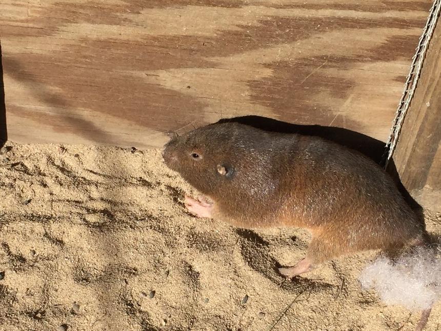 Кто ещё из животных, кроме людей, сам себе выращивает еду