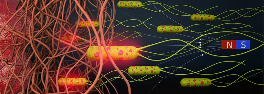 Бактерии-киборги помогут бороться с раком