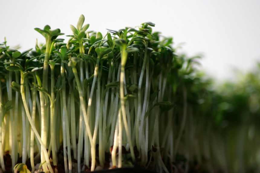 Растения оказались способны к «самолечению». Вырабатывают собственный аспирин при стрессе