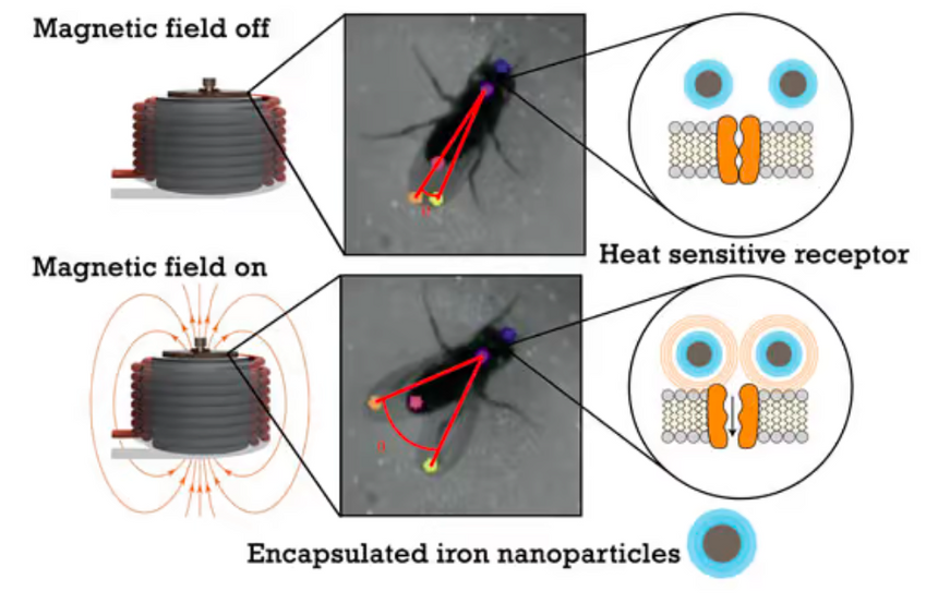 Учёные «взломали» мозг мухи и смогли управлять ею дистанционно
